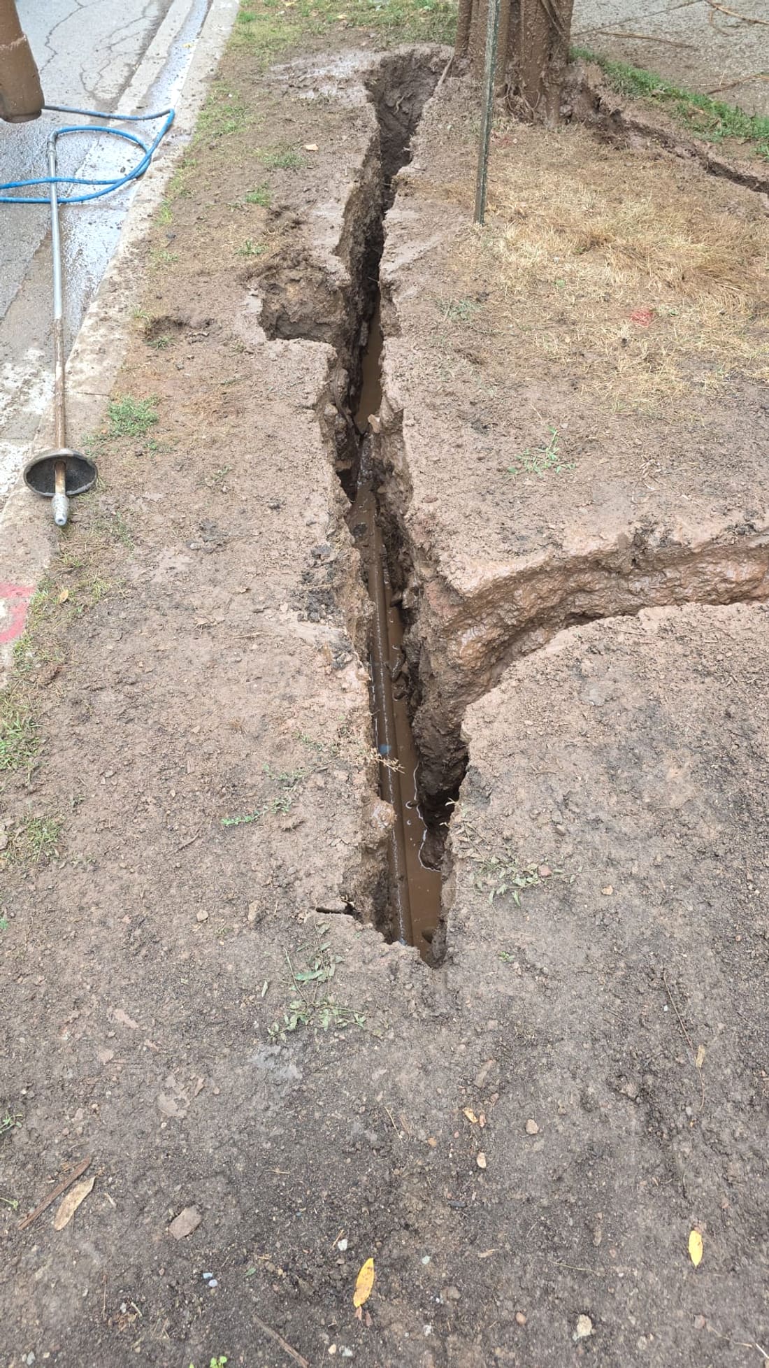 Narrow hydrovac slot trench cut through a boulevard past a tree, with the buried service line exposed and undamaged